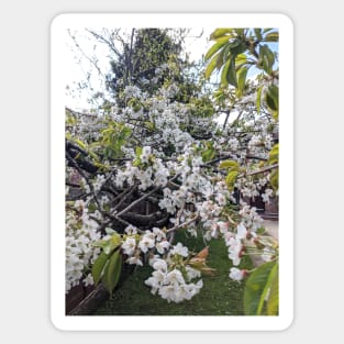 White Cherry Blossom Sticker